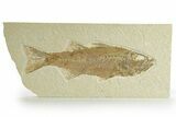 Uncommon Fish Fossil (Mioplosus) - Wyoming #363801-1